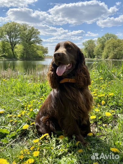 Английский кокер спаниель вязка
