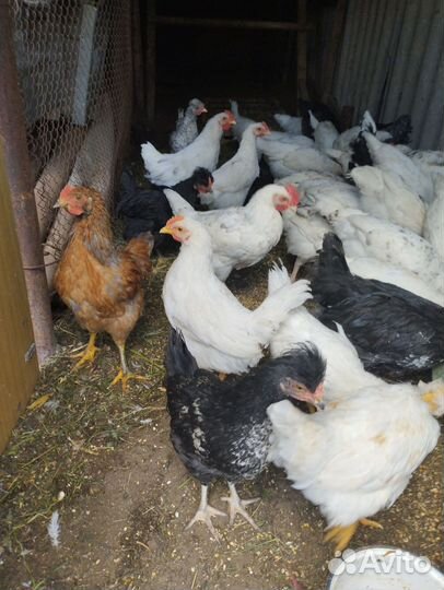 Петушки породы Пушкинская,Остролоп и др породы