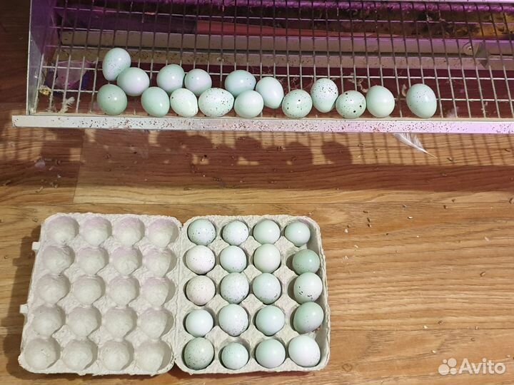 Инкубационное яйцо перепела: селадоны,Техас,и др