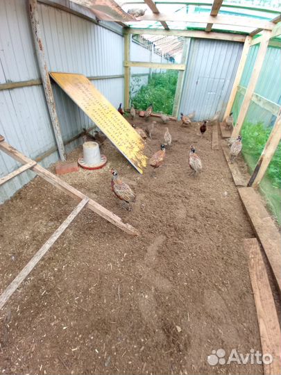 Фазан охотничий