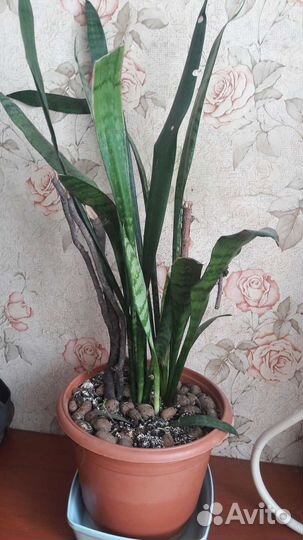 Комнатные цветы