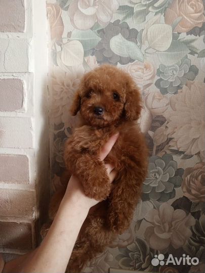 Тойчики девочки