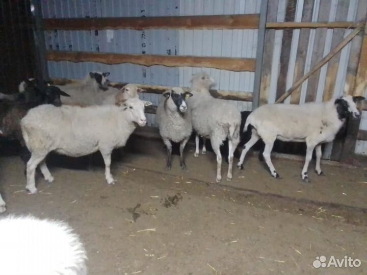 Продам овец
