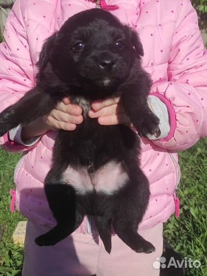 Щенки маленькой собаки