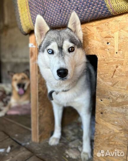 Аляска ищет хозяина