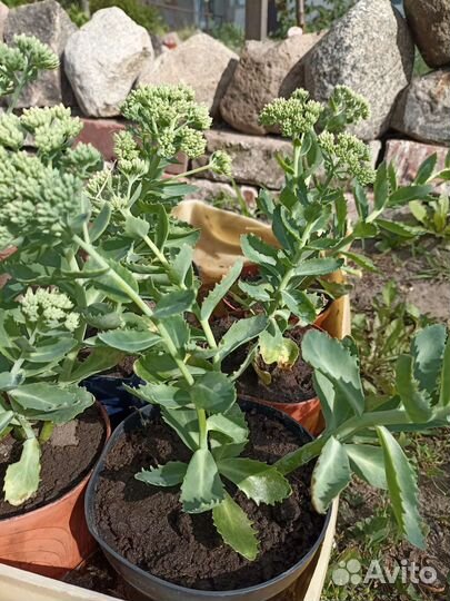 Очиток видный(заячья капуста)