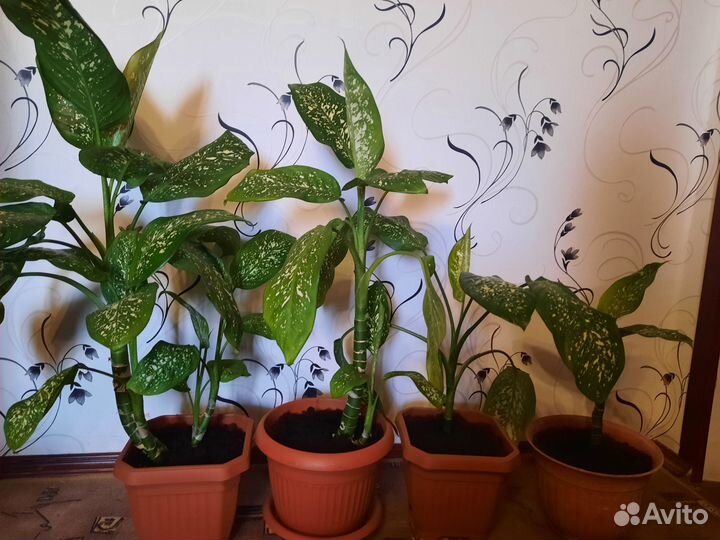 Комнатные цветы