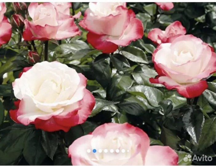 Продажа саженцев