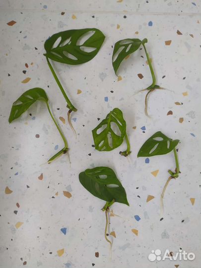 Монстера адансона манки маск