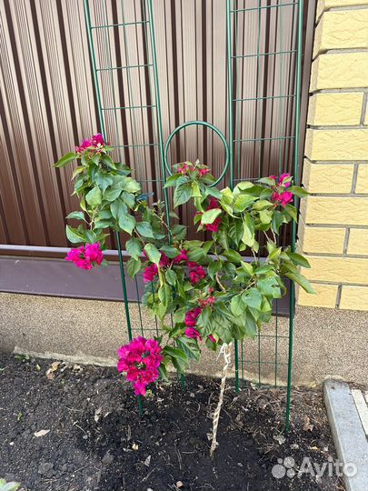 Бугенвиллия