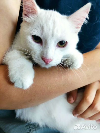 Турецкая ангора