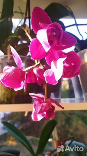Орхидея фаленопсис