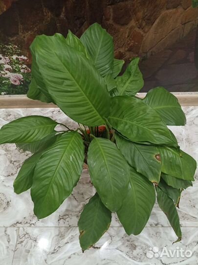 Спатифиллум