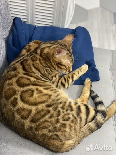 Яркая девочка бенгалка