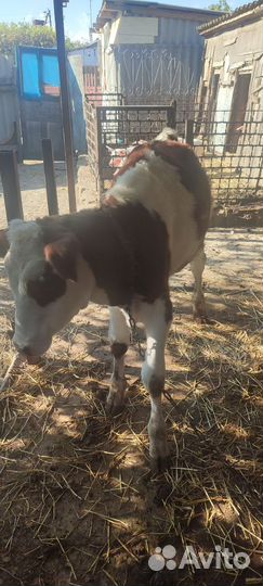 Корова телка