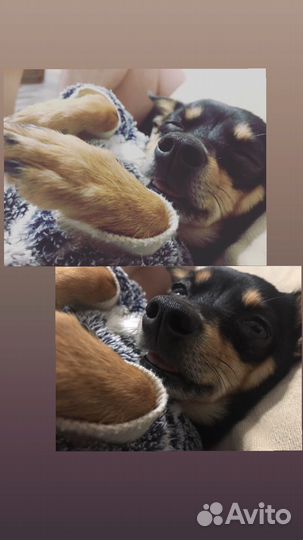 Собака, вязка Той - терьер