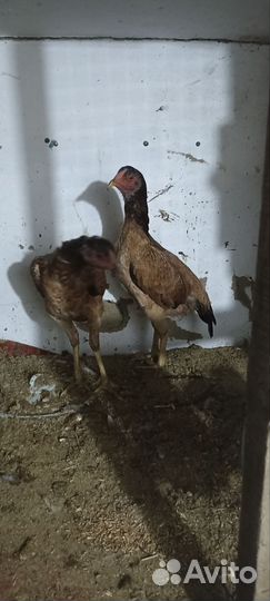 Бойцовые куры