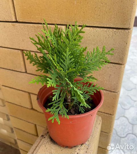 Туя шаровидная Даника