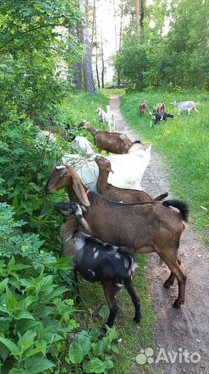 Козы дойные,крытые, нубийские, альпийские, ламанча