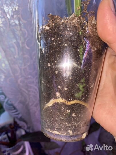 Монстера вар