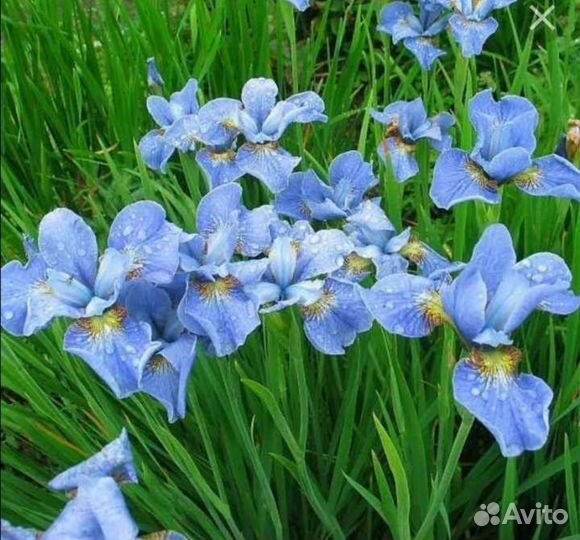Ирисы сибирские саженцы