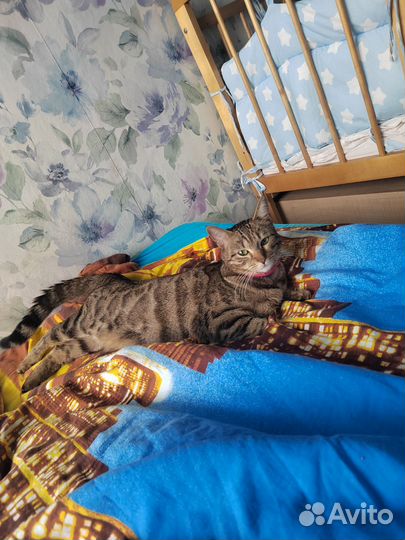 Котята в добрые руки бесплатно