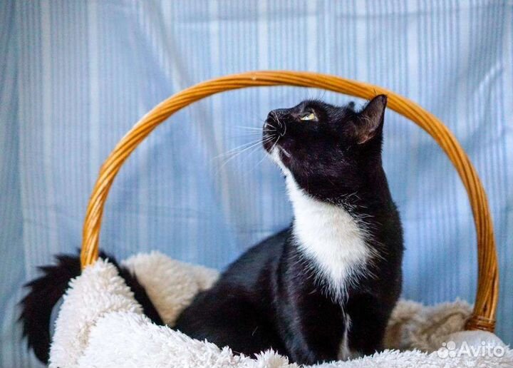 Ватсон джентльмен в поиске семьи