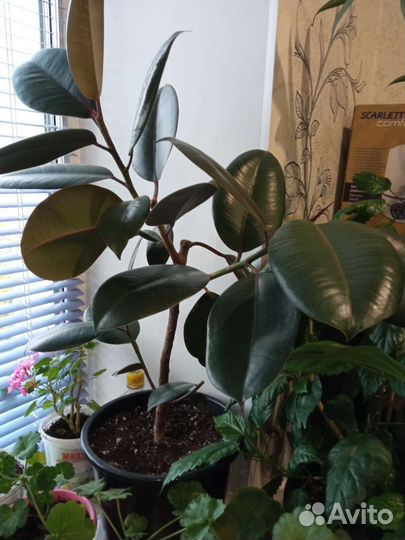 Фикус, Гибискус