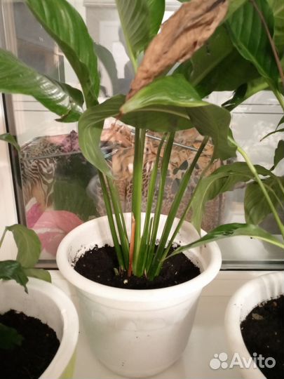 Спатифиллум