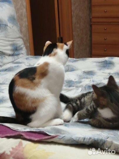 Кошечка в добрые руки
