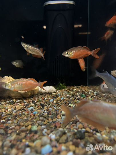 Глассолепис красный