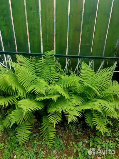 Папоротник садовый