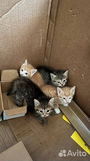 Кошки бесплатно с доставкой