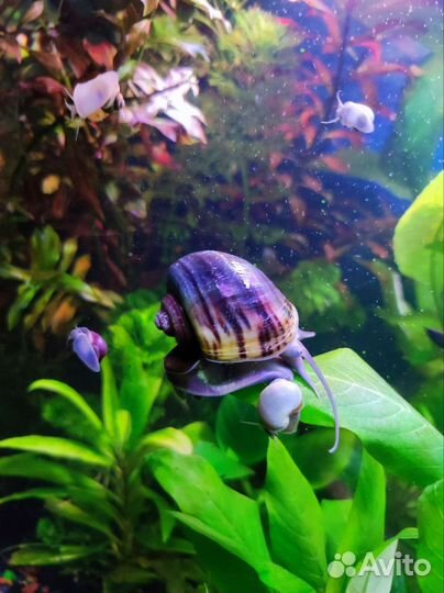 Улитки аквариумные ампулярии