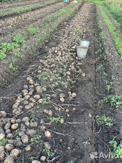 Продам картофель