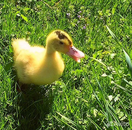 Мулард утята суточные