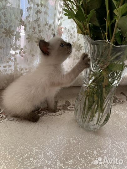 Сиамская кошечка