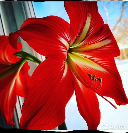 Гиппеаструм