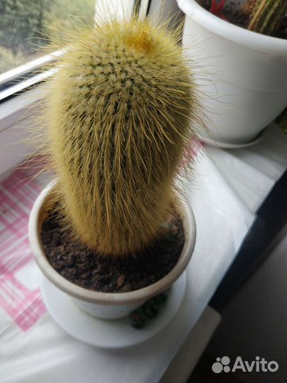 Цветы в ассортименте