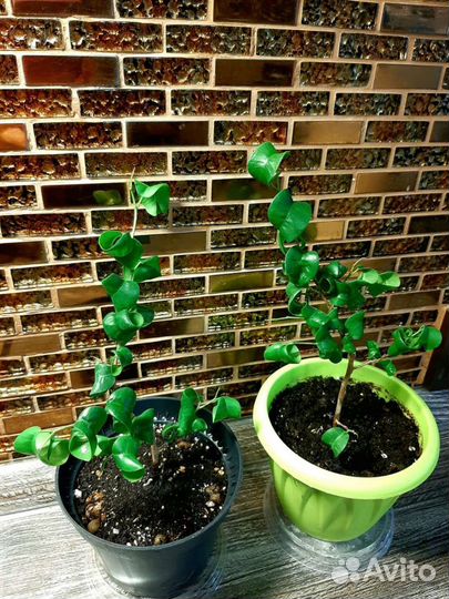 Фикус Барок