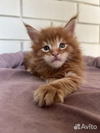 Мейн-кун котята