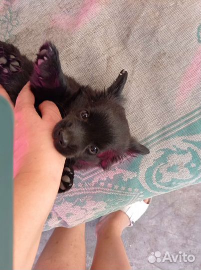 Маленькая собака