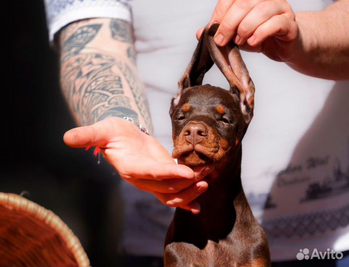 Доберман щенок девочка