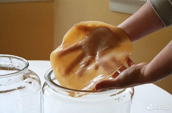 Чайный гриб. Комбуча