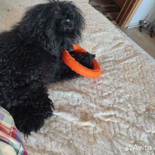 Домашние животные собаки маленькие