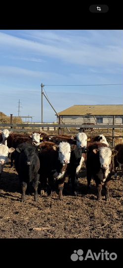 Телки 2023 года