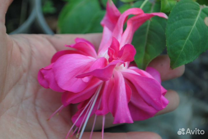 Фуксии, пеларгонии королевские, бегонии мелким опт