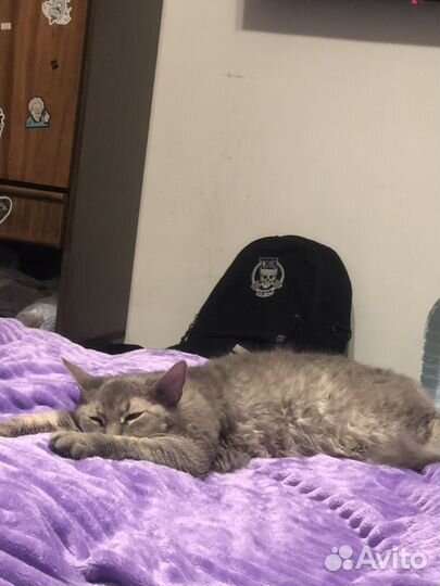 Сфинкс браш