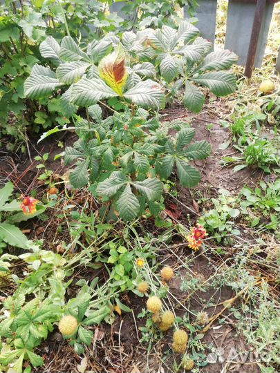 Дубочки, клён, липа, каштан