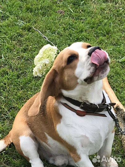 Бигль вязка